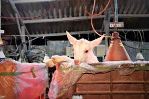 Goat Dairy and Meat Farm, Israel, February 13 2020. - On February 13th 2020, 70 peaceful and non-violent animal rights activists from 'Meat The Victims' occupied the biggest goat factory in Israel, to expose the enormous cruelty and to show the public that the meat and dairy industry is equally exploitive and cruel, no matter what species is being abused.