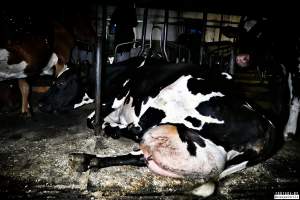 Dairy Farms, The Faroe Islands 2020. - The Faroe Islands with it's population of 50,000 people, is self-sufficient with dairy.
Far most of the dairy cows are chained buy their necks and kept inside dark barns their entire lives. Male calves are either killed at birth or sold and then killed.
The name of the Faroese dairy company is 'Raska'.