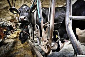 Dairy Farms, The Faroe Islands 2020. - The Faroe Islands with it's population of 50,000 people, is self-sufficient with dairy.
Far most of the dairy cows are chained buy their necks and kept inside dark barns their entire lives. Male calves are either killed at birth or sold and then killed.
The name of the Faroese dairy company is 'Raska'.