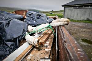 Dairy Farms, The Faroe Islands 2020. - The Faroe Islands with it's population of 50,000 people, is self-sufficient with dairy.
Far most of the dairy cows are chained buy their necks and kept inside dark barns their entire lives. Male calves are either killed at birth or sold and then killed.
The name of the Faroese dairy company is 'Raska'.