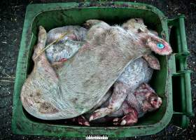 Dead pigs and piglets at Danish pig farms. - Denmark, with a population of just under 6 million people, produces more than 32 million pigs every year.
Every day 25,000 piglets dies inside these farms, 9 million every year. Every 4th. mother pig dies of ulcer and exhaustion inside these farms. These staggering numbers are calculated casualties and a result of extensive selective breeding that creates litters with far too many babies.
Photos are taken in 2020, 2021 and 2022.