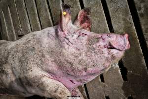 Dead pigs and piglets at Danish pig farms. - Denmark, with a population of just under 6 million people, produces more than 32 million pigs every year.
Every day 25,000 piglets dies inside these farms, 9 million every year. Every 4th. mother pig dies of ulcer and exhaustion inside these farms. These staggering numbers are calculated casualties and a result of extensive selective breeding that creates litters with far too many babies.
Photos are taken in 2020, 2021 and 2022.