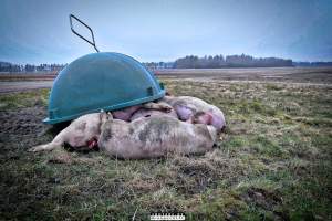 Dead pigs and piglets at Danish pig farms. - Denmark, with a population of just under 6 million people, produces more than 32 million pigs every year.
Every day 25,000 piglets dies inside these farms, 9 million every year. Every 4th. mother pig dies of ulcer and exhaustion inside these farms. These staggering numbers are calculated casualties and a result of extensive selective breeding that creates litters with far too many babies.
Photos are taken in 2020, 2021 and 2022.