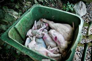 Dead pigs and piglets at Danish pig farms. - Denmark, with a population of just under 6 million people, produces more than 32 million pigs every year.
Every day 25,000 piglets dies inside these farms, 9 million every year. Every 4th. mother pig dies of ulcer and exhaustion inside these farms. These staggering numbers are calculated casualties and a result of extensive selective breeding that creates litters with far too many babies.
Photos are taken in 2020, 2021 and 2022.
