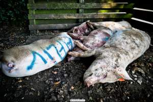 Dead pigs and piglets at Danish pig farms. - Denmark, with a population of just under 6 million people, produces more than 32 million pigs every year.
Every day 25,000 piglets dies inside these farms, 9 million every year. Every 4th. mother pig dies of ulcer and exhaustion inside these farms. These staggering numbers are calculated casualties and a result of extensive selective breeding that creates litters with far too many babies.
Photos are taken in 2020, 2021 and 2022.
