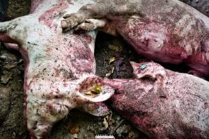 Dead pigs and piglets at Danish pig farms. - Denmark, with a population of just under 6 million people, produces more than 32 million pigs every year.
Every day 25,000 piglets dies inside these farms, 9 million every year. Every 4th. mother pig dies of ulcer and exhaustion inside these farms. These staggering numbers are calculated casualties and a result of extensive selective breeding that creates litters with far too many babies.
Photos are taken in 2020, 2021 and 2022.