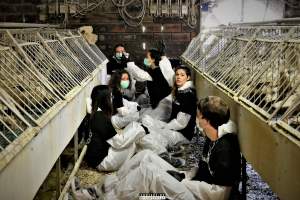 Foie Gras Farm, Belgium 2019. - The Farm breeds ducks, kills the unwanted newly hatched females and locks the males in tiny metal crates where they are being force fed daily with tubes forced down their throats. After 6 weeks, they are hanged upside down and killed.
Photos were taken November 9 2019, while non-violent and peaceful animal rights activists from 'Animal Resistance' occupied this farm to expose the horrors happening inside.
