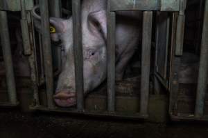 Sow in cage - Captured at Gowanbrae Piggery, Pine Lodge VIC Australia.