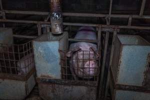 Sow in sow stall - Captured at Evans Piggery, Sebastian VIC Australia.