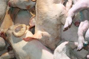 Factory Farming - IOWA FACTORY FARMING, TOSSING PIGS OUT INTO THE STREET, ZERO RESPECT FOR LIFE - Captured at KS.