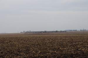 Factory Farming - IOWA FACTORY FARMING, TOSSING PIGS OUT INTO THE STREET, ZERO RESPECT FOR LIFE - Captured at KS.