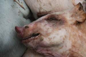 Factory Farming - IOWA FACTORY FARMING, TOSSING PIGS OUT INTO THE STREET, ZERO RESPECT FOR LIFE - Captured at KS.