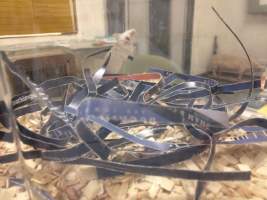 Newly ear-notched mouse in Optimice cages, TAFE classroom - Optimice housing units used in laboratory setting and in TAFE/educational facilities with animal courses. Mice may sometimes be provided a toilet roll as