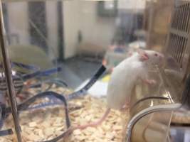 Newly ear-notched mouse in Optimice cages, TAFE classroom - Optimice housing units used in laboratory setting and in TAFE/educational facilities with animal courses. Mice may sometimes be provided a toilet roll as