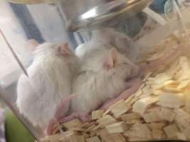 Newly ear-notched mice in Optimice cages, TAFE classroom - Optimice housing units used in laboratory setting and in TAFE/educational facilities with animal courses. Mice may sometimes be provided a toilet roll as