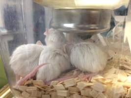 Newly ear-notched mice in Optimice cages, TAFE classroom - Optimice housing units used in laboratory setting and in TAFE/educational facilities with animal courses. Mice may sometimes be provided a toilet roll as