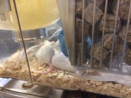 Newly ear-notched mice in Optimice cages, TAFE classroom - Optimice housing units used in laboratory setting and in TAFE/educational facilities with animal courses. Mice may sometimes be provided a toilet roll as