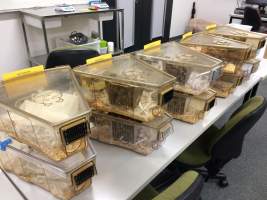 Mice in 10 Optimice cages, TAFE classroom - Optimice housing units used in laboratory setting and in TAFE/educational facilities with animal courses. Mice may sometimes be provided a toilet roll as