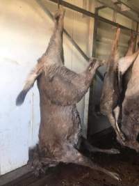Deer and kangaroo in chiller - A whistleblower advised that the knackery is staffed mostly by exploited temporary visa holders who are encouraged to smoke and drink whilst working. - Captured at Victorian Petfood Processors, Tesbury VIC Australia.