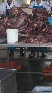 Kangaroo bodies - A whistleblower advised that the knackery is staffed mostly by exploited temporary visa holders who are encouraged to smoke and drink whilst working. - Captured at Victorian Petfood Processors, Tesbury VIC Australia.
