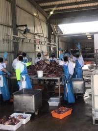 Chopping up kangaroos - A whistleblower advised that the knackery is staffed mostly by exploited temporary visa holders who are encouraged to smoke and drink whilst working. - Captured at Victorian Petfood Processors, Tesbury VIC Australia.