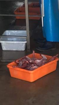 Kangaroo forearms - A whistleblower advised that the knackery is staffed mostly by exploited temporary visa holders who are encouraged to smoke and drink whilst working. - Captured at Victorian Petfood Processors, Tesbury VIC Australia.
