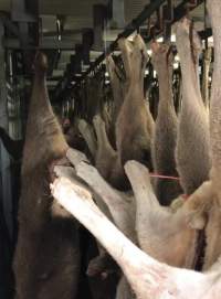 Kangaroo and deer chiller - Cross contamination and dripping ceiling - Captured at Victorian Petfood Processors, Tesbury VIC Australia.