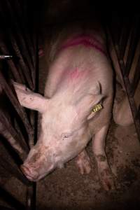 Sow in cage - Mating stall - Captured at Van der Drift & Sons Piggery, Macorna VIC Australia.