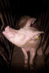 Sow in cage - Mating stall - Captured at Van der Drift & Sons Piggery, Macorna VIC Australia.