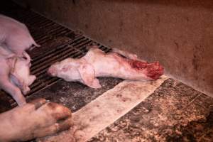 Dead half-eaten piglet in farrowing crate - Captured at Van der Drift & Sons Piggery, Macorna VIC Australia.