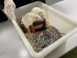 Rats in Laboratory Housing, TAFE - Rat housing units used in laboratory setting and in TAFE/educational facilities with animal courses. Rats may be provided with a box or a polar fleece hammock as