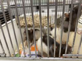 Rats in Laboratory Housing, TAFE - Rat housing units used in laboratory setting and in TAFE/educational facilities with animal courses. Rats may be provided with a box or a polar fleece hammock as