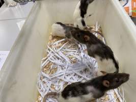 Rats in Laboratory Housing, TAFE - Rat housing units used in laboratory setting and in TAFE/educational facilities with animal courses. Rats may be provided with a box or a polar fleece hammock as