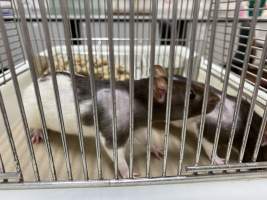 Rats in Laboratory Housing, TAFE - Rat housing units used in laboratory setting and in TAFE/educational facilities with animal courses. Rats may be provided with a box or a polar fleece hammock as