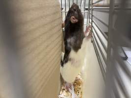 Rats in Laboratory Housing, TAFE - Rat housing units used in laboratory setting and in TAFE/educational facilities with animal courses. Rats may be provided with a box or a polar fleece hammock as