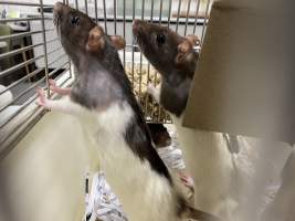 Rats in Laboratory Housing, TAFE - Rat housing units used in laboratory setting and in TAFE/educational facilities with animal courses. Rats may be provided with a box or a polar fleece hammock as