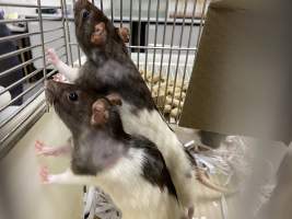 Rats in Laboratory Housing, TAFE - Rat housing units used in laboratory setting and in TAFE/educational facilities with animal courses. Rats may be provided with a box or a polar fleece hammock as