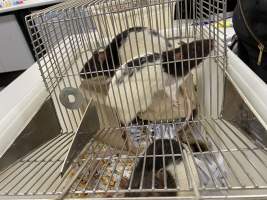Rats in Laboratory Housing, TAFE - Rat housing units used in laboratory setting and in TAFE/educational facilities with animal courses. Rats may be provided with a box or a polar fleece hammock as