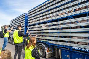 Truck arriving at Diamond Valley Pork - Taken at Diamond Valley Pork as part of the Melbourne Vegan Takeover - Day of Action for Animals - Captured at JBS Pork Australia (formerly Diamond Valley Pork), Laverton North VIC Australia.