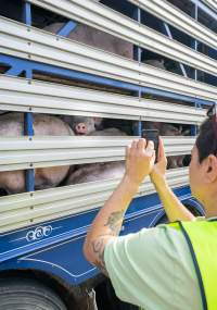 Activist films pigs in transportation truck at Diamond Valley Pork - Taken at Diamond Valley Pork as part of the Melbourne Vegan Takeover - Day of Action for Animals - Captured at JBS Pork Australia (formerly Diamond Valley Pork), Laverton North VIC Australia.