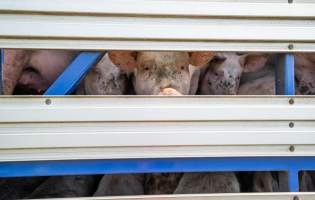 Pig looks out of transportation truck at Diamond Valley Pork - Taken at Diamond Valley Pork as part of a vigil for the Melbourne Vegan Takeover - Day of Action for Animals - Captured at JBS Pork Australia (formerly Diamond Valley Pork), Laverton North VIC Australia.