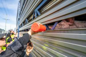 Activist gives pig drinking water at Diamond Valley Pork - Taken at Diamond Valley Pork as part of a vigil for the Melbourne Vegan Takeover - Day of Action for Animals - Captured at JBS Pork Australia (formerly Diamond Valley Pork), Laverton North VIC Australia.