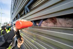 Activist gives pig drinking water at Diamond Valley Pork - Taken at Diamond Valley Pork as part of a vigil for the Melbourne Vegan Takeover - Day of Action for Animals - Captured at JBS Pork Australia (formerly Diamond Valley Pork), Laverton North VIC Australia.
