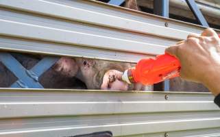 Activist gives pig drinking water at Diamond Valley Pork - Taken at Diamond Valley Pork as part of a vigil for the Melbourne Vegan Takeover - Day of Action for Animals - Captured at JBS Pork Australia (formerly Diamond Valley Pork), Laverton North VIC Australia.