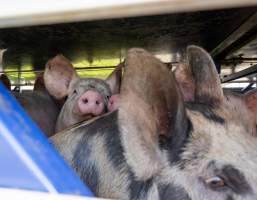 Melbourne Vegan Takeover (Vigil) - Taken at Diamond Valley Pork as part of the Melbourne Vegan Takeover - Day of Action for Animals - Captured at JBS Pork Australia (formerly Diamond Valley Pork), Laverton North VIC Australia.