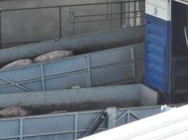Melbourne Vegan Takeover (Vigil) - Taken at Diamond Valley Pork as part of the Melbourne Vegan Takeover - Day of Action for Animals - Captured at JBS Pork Australia (formerly Diamond Valley Pork), Laverton North VIC Australia.
