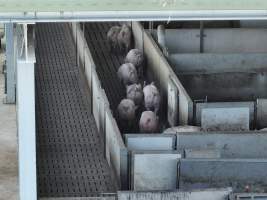Melbourne Vegan Takeover (Vigil) - Taken at Diamond Valley Pork as part of the Melbourne Vegan Takeover - Day of Action for Animals - Captured at JBS Pork Australia (formerly Diamond Valley Pork), Laverton North VIC Australia.