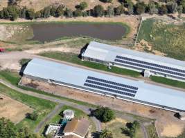 Drone flyover of free-range egg farm - Layer hens seen outside - Captured at Free-range egg farm (Peter & Cheryl King), Lethbridge VIC Australia.
