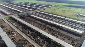 Drone flyover of cattle feedlot - Captured at Beef City Feedlot, Purrawunda QLD Australia.