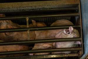 Pigs being gassed in carbon dioxide gas chamber - Photographed by an investigator hidden inside the top of the chamber during operation. - Captured at Australian Food Group Abattoir, Laverton North VIC Australia.